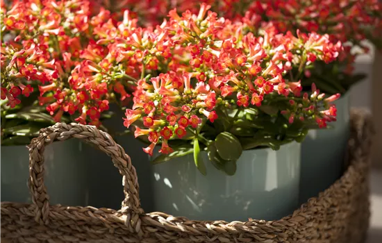 Eine Kalanchoe als blühendes Highlight im Haus Eine Kalanchoe als blühendes Highlight im Haus