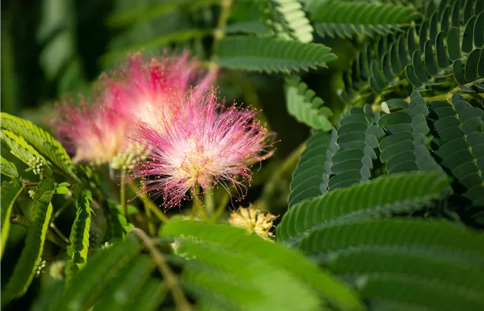 Albizia julibrissin Albizia julibrissin