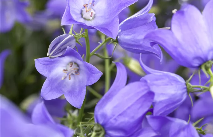 Campanula 'Mary Mee'®