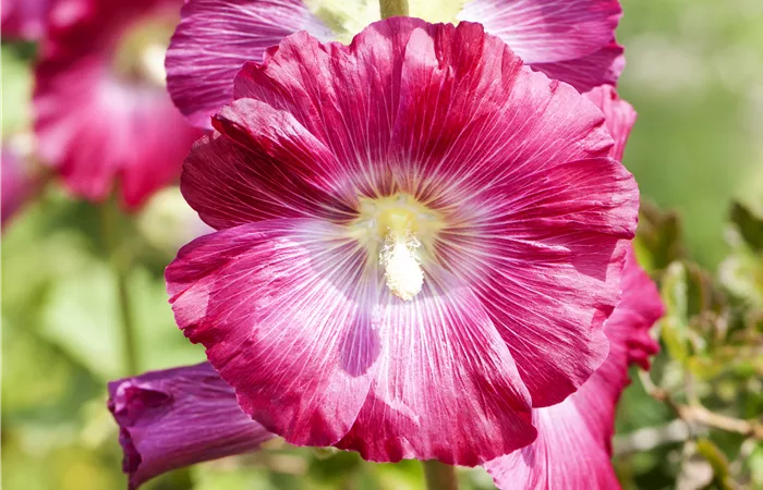 Alcea rosea