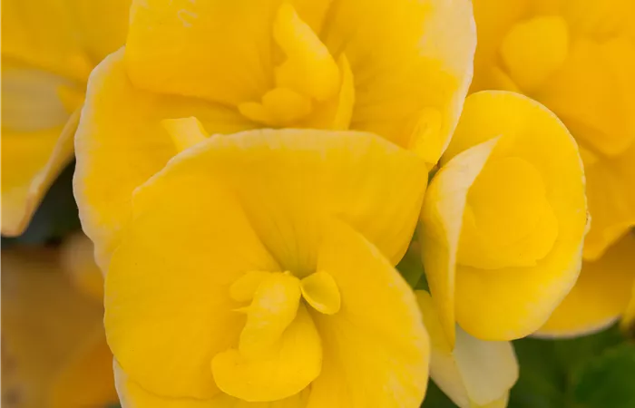 Begonia elatior Begonia elatior