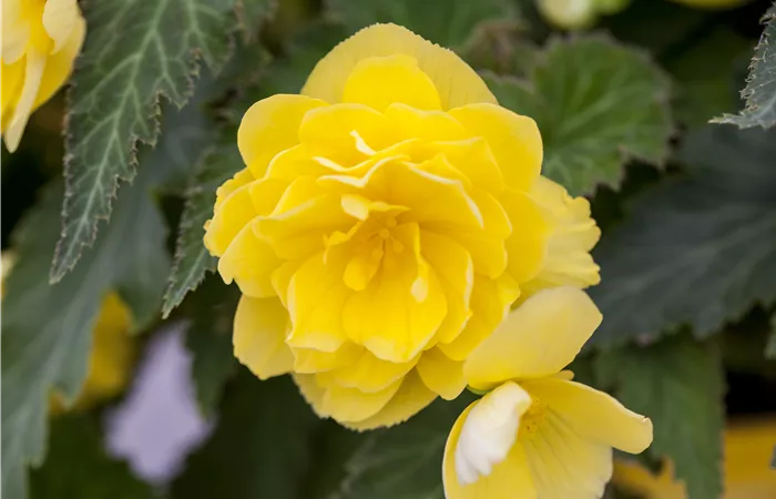 Begonia 'Non-Stop'® Begonia 'Non-Stop'®