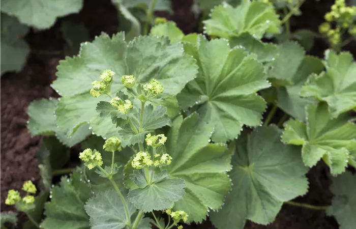 Alchemilla mollis Alchemilla mollis