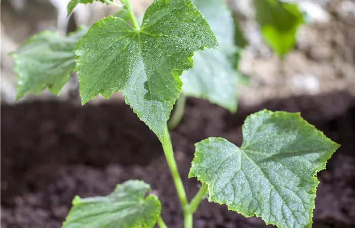 Cucumis sativus Cucumis sativus