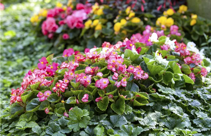Begonia semperflorens