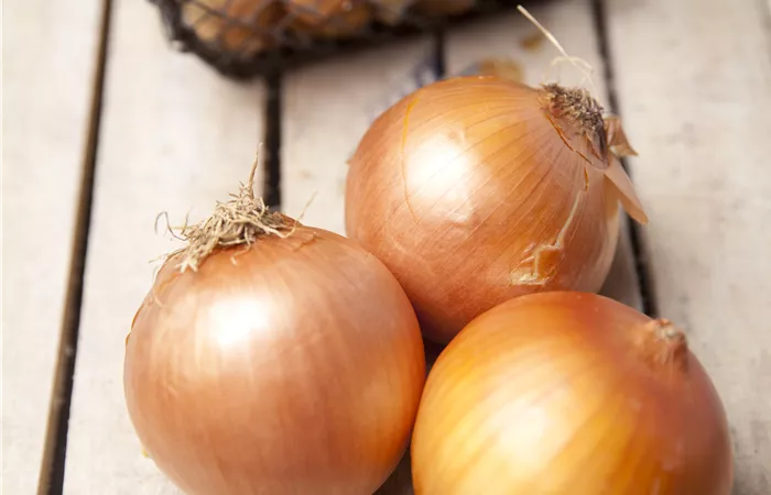 Allium cepa Allium cepa