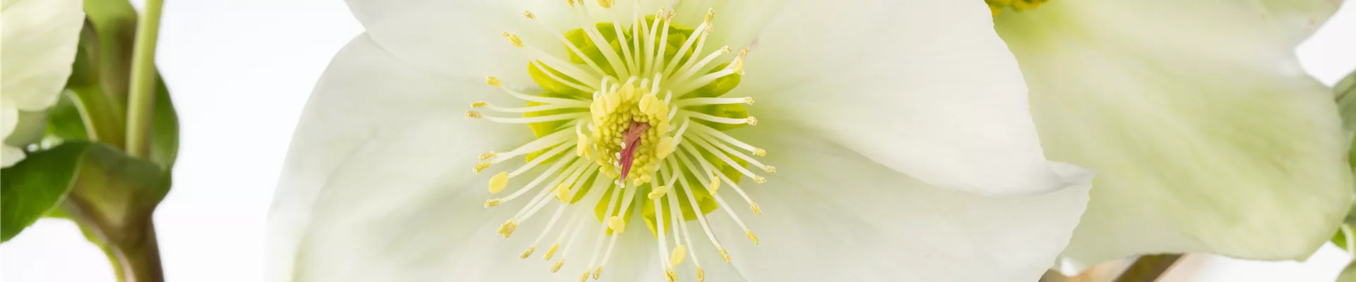 Helleborus niger Helleborus niger