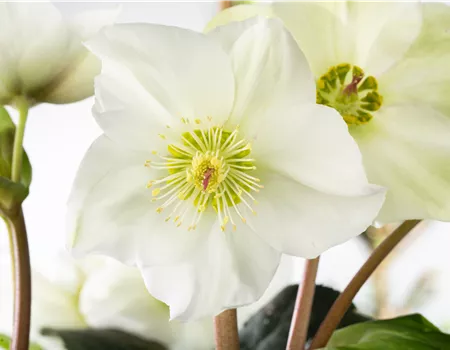 Christrosen im Garten als Blütenhighlight im Winter