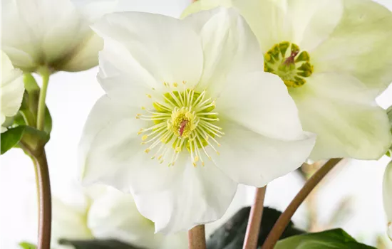 Christrosen im Garten als Blütenhighlight im Winter Christrosen im Garten als Blütenhighlight im Winter