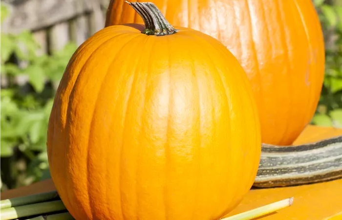 Cucurbita maxima Cucurbita maxima