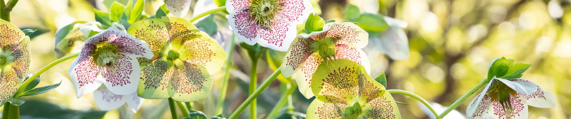 Helleborus Hybride 'Spring Promise Conny' Helleborus Hybride 'Spring Promise Conny'