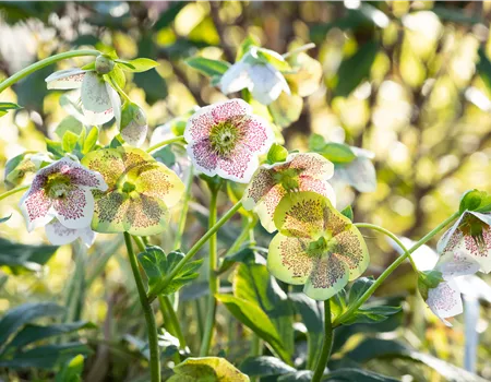 Christrosen pflanzen und für elegante Blüten sorgen