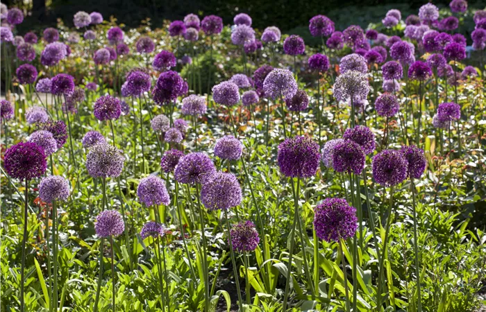 Allium giganteum Allium giganteum