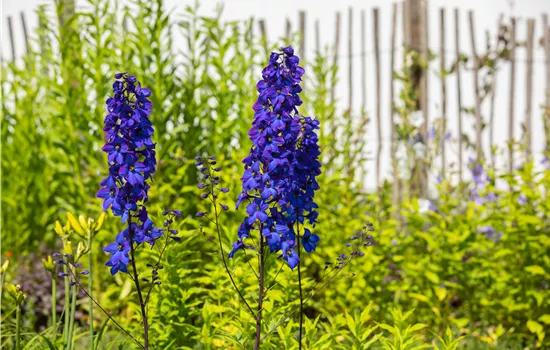 Rittersporn pflanzen und den Sommer einziehen lassen  Rittersporn pflanzen und den Sommer einziehen lassen