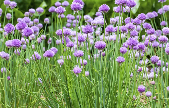 Allium schoenoprasum Allium schoenoprasum