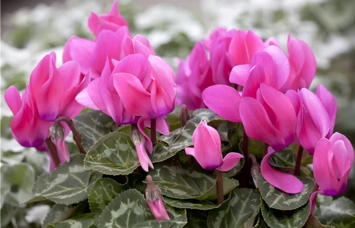 Cyclamen persicum