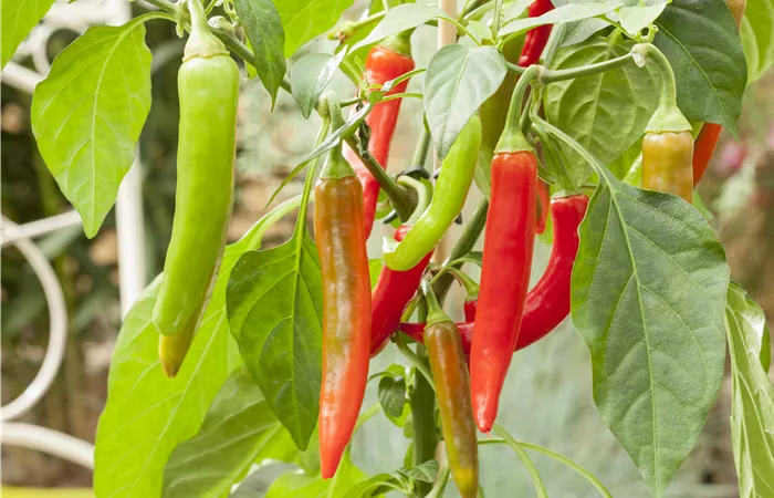 Capsicum annuum Pick a Hot®
