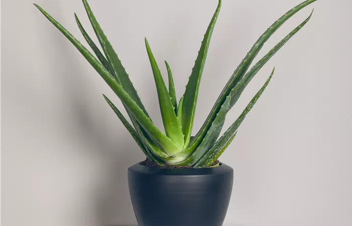 Aloe vera Aloe vera