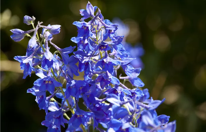 Delphinium x cultorum