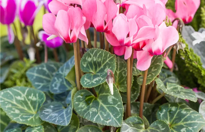 Cyclamen persicum 'Out-Land' Cyclamen persicum 'Out-Land'
