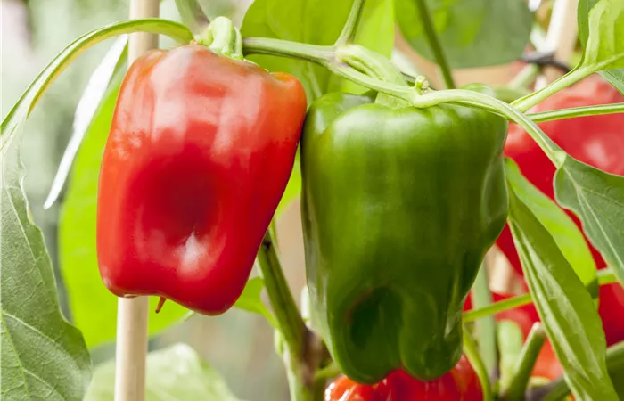 Capsicum annuum 'Pick a Pep'® Capsicum annuum 'Pick a Pep'®