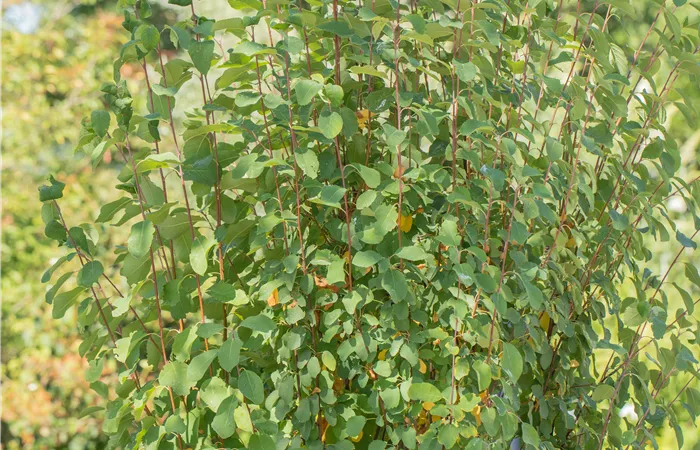 Amelanchier alnifolia 'Obelisk'®