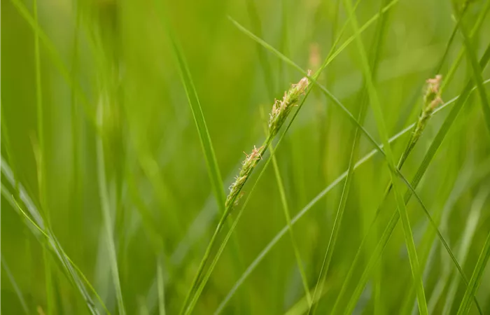 Carex brunnea Carex brunnea