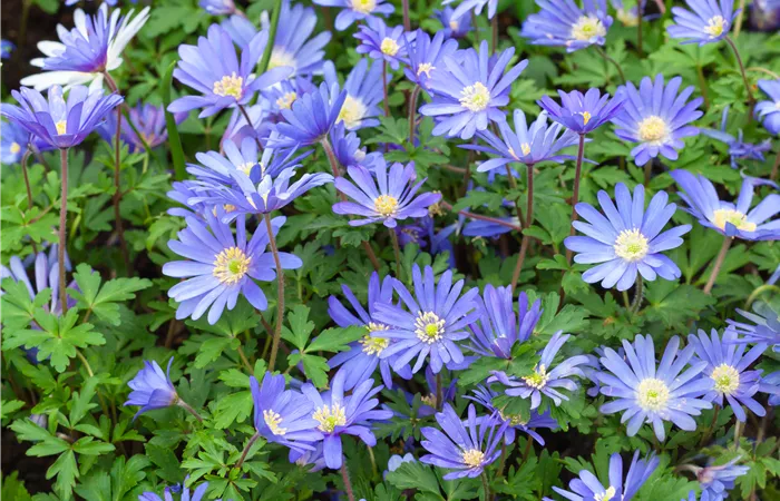 Anemone blanda Anemone blanda