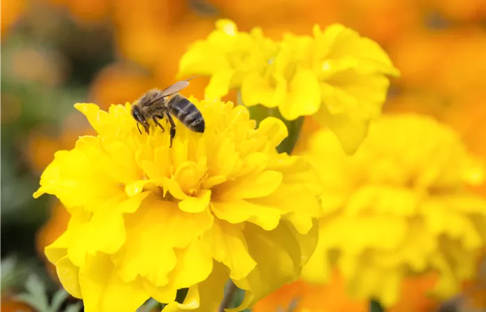 Bienenweide Bienenweide