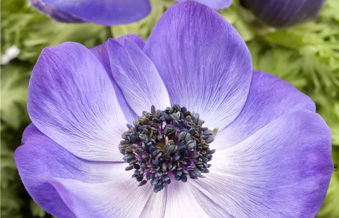 Anemone coronaria Anemone coronaria