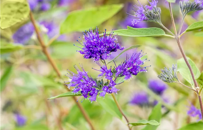 Caryopteris clandonensis 'Heavenly Blue' Caryopteris clandonensis 'Heavenly Blue'