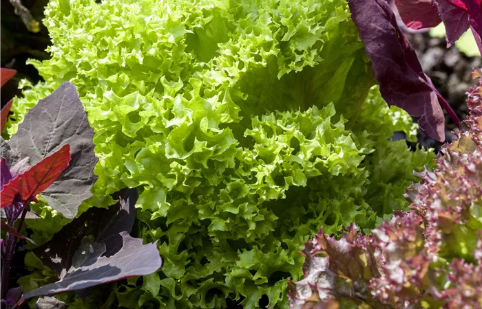 Blattgemüse Blattgemüse