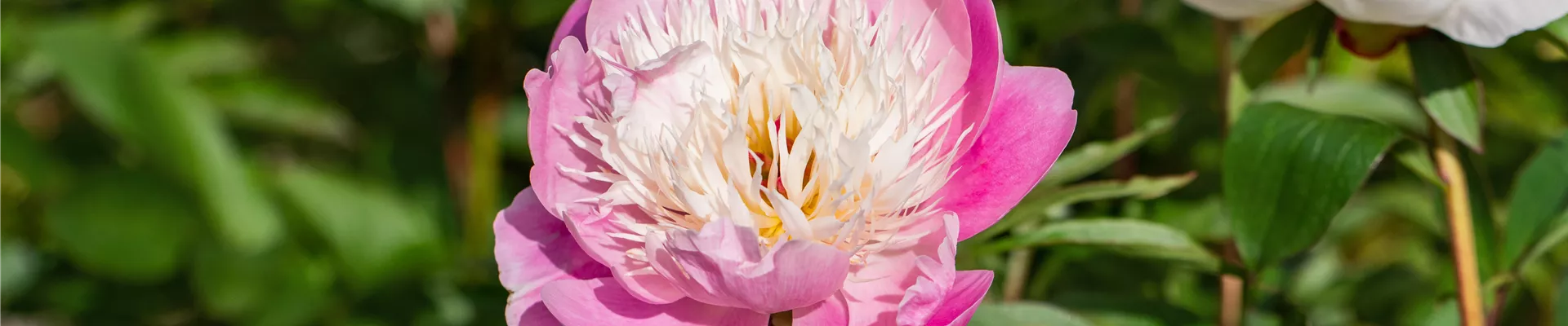 Paeonia lactiflora 'Bowl of Beauty' Paeonia lactiflora 'Bowl of Beauty'