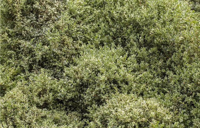 Bodendecker Bodendecker