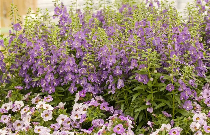 Angelonia hybrid Angelonia hybrid