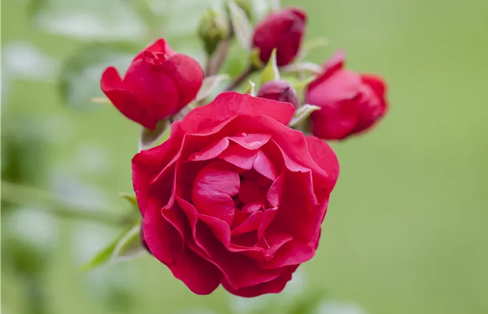 Bodendeckerrose Bodendeckerrose