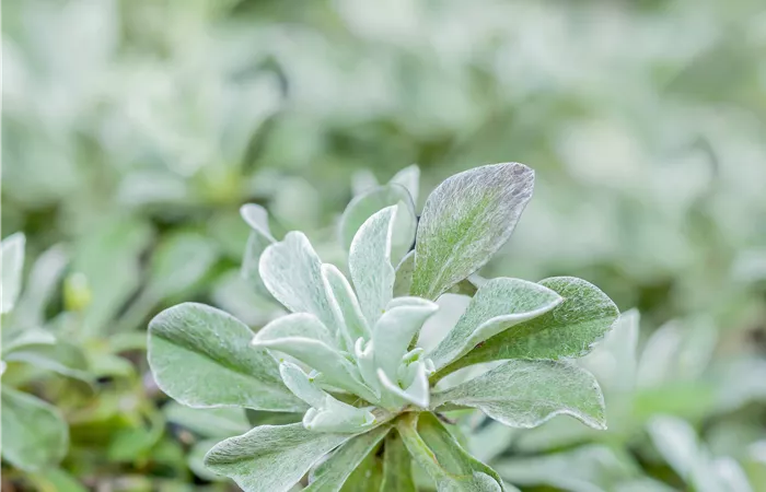 Antennaria dioica Antennaria dioica