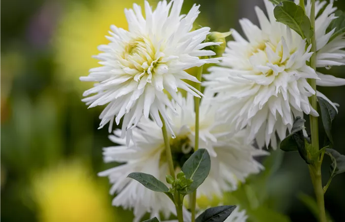 Dahlia Cactus Dahlia Cactus