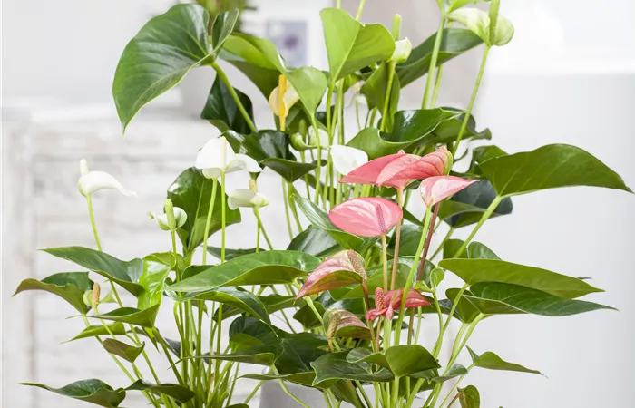 Anthurium x andreanum Anthurium x andreanum