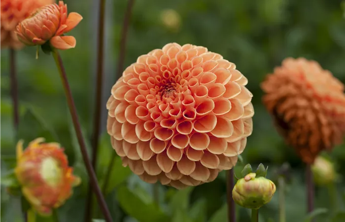 Dahlia Pompon Dahlia Pompon