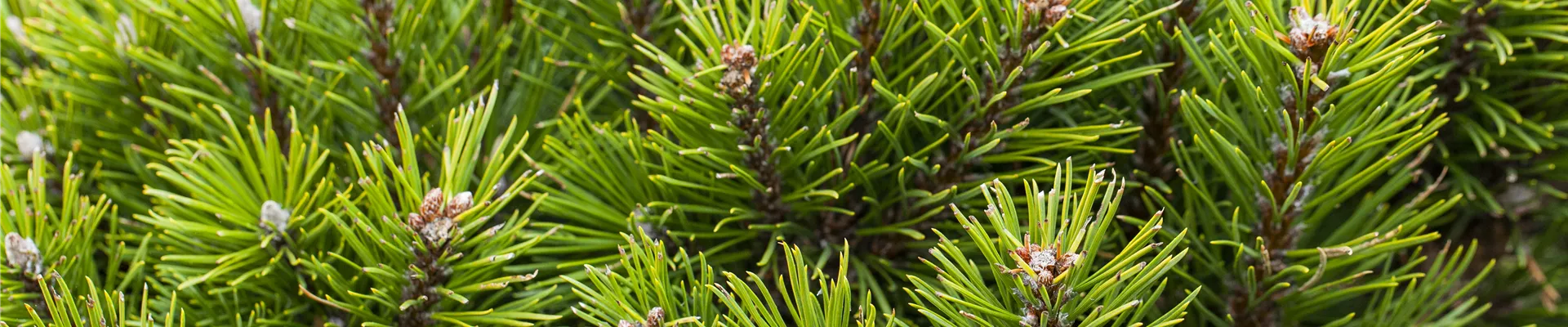 Koniferen Koniferen