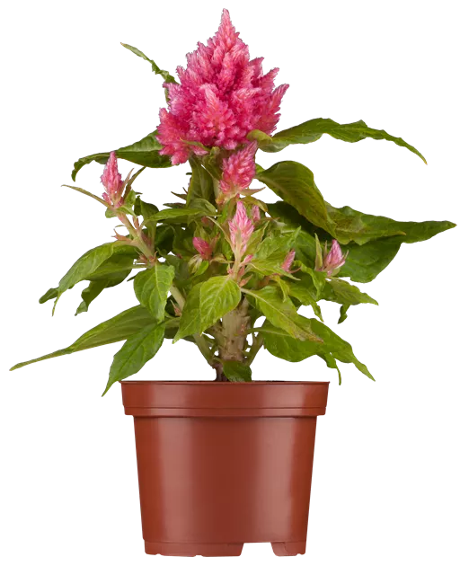 Celosia argentea