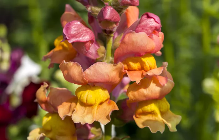 Antirrhinum majus Antirrhinum majus