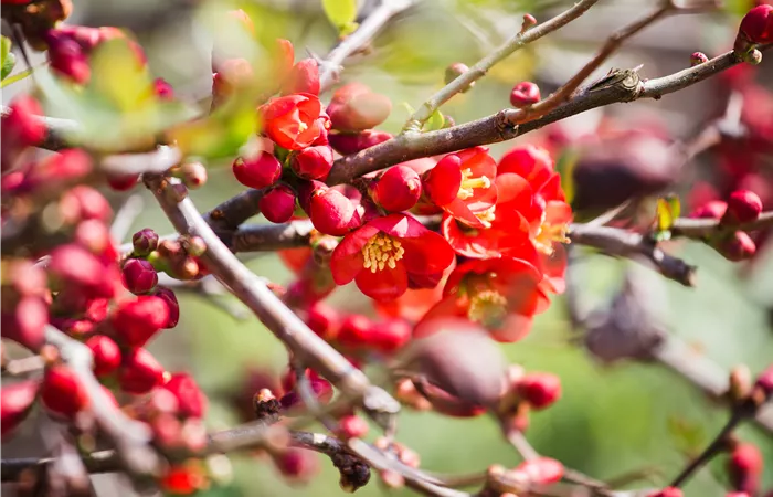 Chaenomeles japonica Chaenomeles japonica