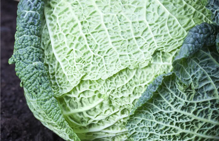 Brassica oleracea var. capitata var. sabauda Brassica oleracea var. capitata var. sabauda