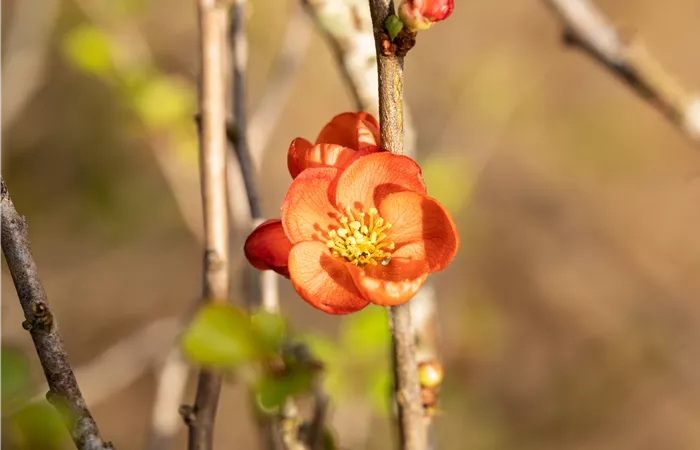 Chaenomeles japonica 'Cido'®