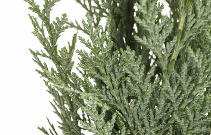 Chamaecyparis lawsoniana Chamaecyparis lawsoniana