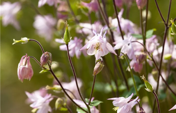 Aquilegia vulgaris Aquilegia vulgaris