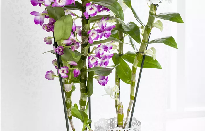 Dendrobium nobile Dendrobium nobile