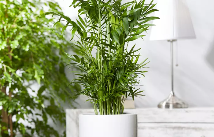 Chamaedorea elegans Chamaedorea elegans